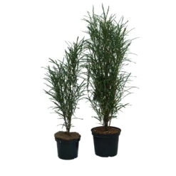 Farnblättriger Säulen-Faulbaum `Fine Line´ Rhamnus Frangula `Fine Line´ -Frucht Wald Geschaft Fine Line Faulbaum 2