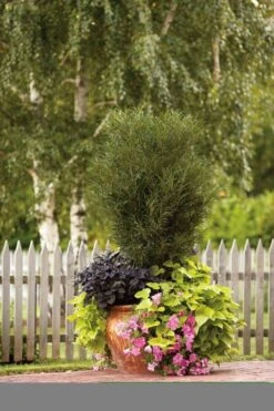 Farnblättriger Säulen-Faulbaum `Fine Line´ Rhamnus Frangula `Fine Line´ -Frucht Wald Geschaft Fine Line Kordes Jungpflanzen1