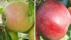 Duo-Apfelbaum `Finkenwerder Herbstprinz´ & `Roter Boskoop´ Malus Domestica
