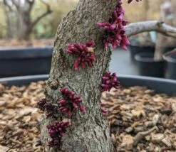 Judasbaum `Forest Pansy´ Cercis Canadensis 6 Judasbaum `Forest Pansy´ Cercis Canadensis -Frucht Wald Geschaft Forest Pansy