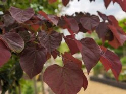 Judasbaum `Forest Pansy´ Cercis Canadensis 7 Judasbaum `Forest Pansy´ Cercis Canadensis -Frucht Wald Geschaft Forest Pansy1