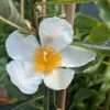 Franklinia Alatamaha "Franklinie / Franklinbaum" Franklinia Alatamaha 1 Franklinia Alatamaha "Franklinie / Franklinbaum" Franklinia Alatamaha -Frucht Wald Geschaft Franklina Bl te