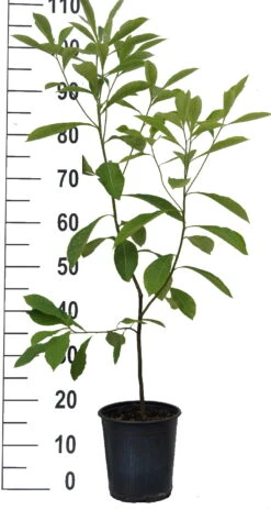 Franklinia Alatamaha "Franklinie / Franklinbaum" Franklinia Alatamaha 9 Franklinia Alatamaha "Franklinie / Franklinbaum" Franklinia Alatamaha -Frucht Wald Geschaft Franklinie neu weiss