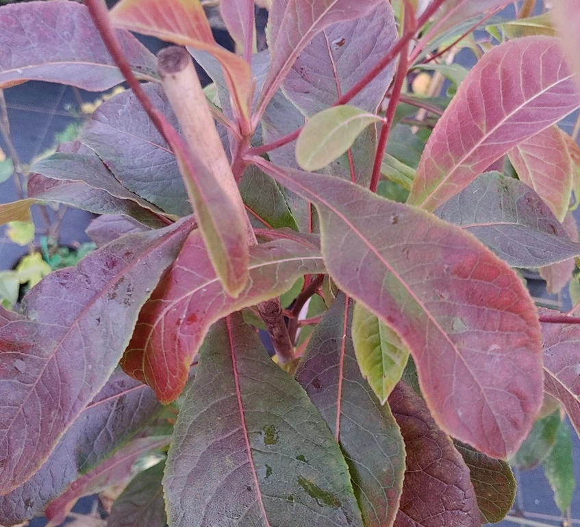 Franklinia Alatamaha "Franklinie / Franklinbaum" Franklinia Alatamaha 5 Franklinia Alatamaha "Franklinie / Franklinbaum" Franklinia Alatamaha – Bild 3