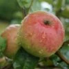 Säulenapfel `Frenic´ Malus Domestica -Frucht Wald Geschaft Frenic