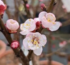 Zwerg-Aprikose `Garden Aprigold® ´ Prunus Armeniaca `Garden Aprigold´ -Frucht Wald Geschaft Garden Aprigold Bl te