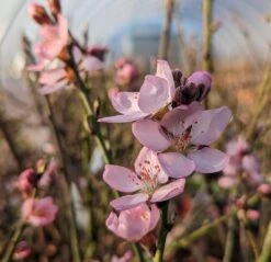 Zwerg-Fruchtmandel `Garden Prince´ Prunus `Zwerg-Fruchtmandel´ -Frucht Wald Geschaft Garden Prince Bl te2