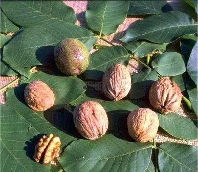 Walnuss - Geisenheim Klon Nr. 26 Juglans Regia `Geisenheim Klon Nr. 26´ 2 Walnuss - Geisenheim Klon Nr. 26 Juglans Regia `Geisenheim Klon Nr. 26´