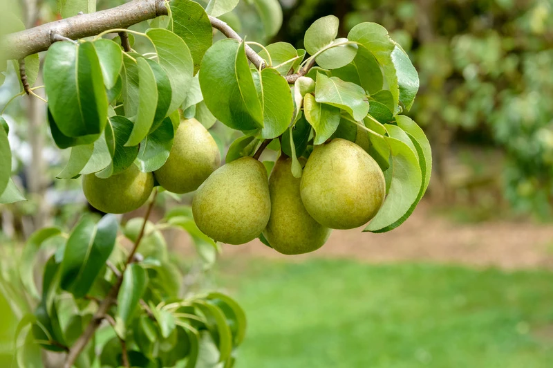 Gellerts Butterbirne Pyrus Communis `Gellert´s Butterbirne´ 4 Gellerts Butterbirne Pyrus Communis `Gellert´s Butterbirne´ – Bild 2