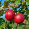 Gerlinde ® Malus Domestica -Frucht Wald Geschaft GerlindeRUQRs7DqhHjrf