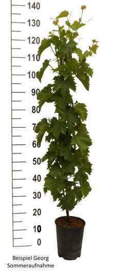 Frucht Wald Geschaft 24 Frucht Wald Geschaft -Frucht Wald Geschaft Gerorg weiss