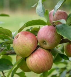 Gewürzluiken Malus Domestica `Gewürzluiken´ -Frucht Wald Geschaft Gew rzluiken