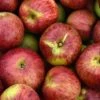 Gewürzluiken Malus Domestica `Gewürzluiken´ -Frucht Wald Geschaft Gew rzluiken1