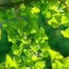 Ginkgo / Fächerblattbaum Ginkgo Biloba -Frucht Wald Geschaft Ginkgo 3