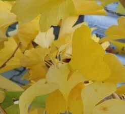Ginkgo / Fächerblattbaum Ginkgo Biloba -Frucht Wald Geschaft Ginkgo biloba Herbstf rbung