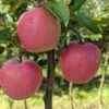 Gloster Malus Domestica 1 Gloster Malus Domestica -Frucht Wald Geschaft Gloster