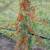 Goji / Chinesische Wolfsbeere `Big Lifeberry´ Lycium Barbarum `Big Lifeberry´ -Frucht Wald Geschaft Goji