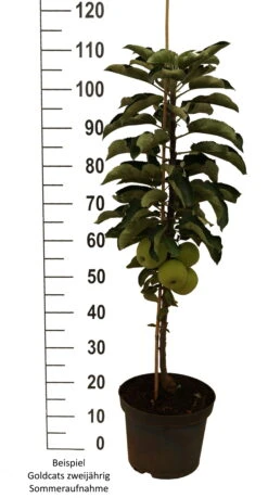Säulenapfel `Goldcats´ Malus Domestica `Goldcats´ 8 Säulenapfel `Goldcats´ Malus Domestica `Goldcats´ -Frucht Wald Geschaft Goldcats zweij hrig weiss
