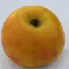 Goldrenette Von Blenheim Malus Domestica `Goldrenette Von Blenheim´ 1 Goldrenette Von Blenheim Malus Domestica `Goldrenette Von Blenheim´ -Frucht Wald Geschaft Goldrenette von Blenheim1