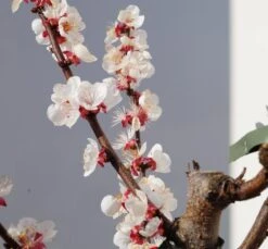 Neue Produkte -Frucht Wald Geschaft Goldrich Bl teZNiIHSFnRJEgF