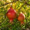 Granatapfel `Crimson Sky´ Punica Granatum `Crimson Sky´ -Frucht Wald Geschaft Granatapfel 2