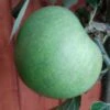 Granny Smith Malus Domestica `Granny Smith´
