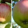 Duo-Apfelbaum `Gravensteiner´ & `Goldparmäne´ Malus Domestica -Frucht Wald Geschaft Gravensteiner Kaiser Wihleml