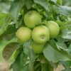 Säulenapfel `GreenCats´ Malus Domestica `Greencats´ -Frucht Wald Geschaft Greencats