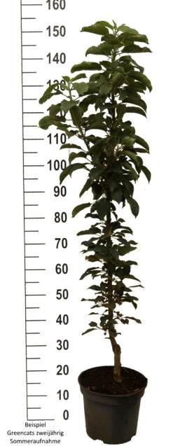 Säulenapfel `GreenCats´ Malus Domestica `Greencats´ -Frucht Wald Geschaft Greencats weiss