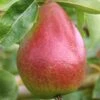 Gute Luise Pyrus Communis `Gute Luise´ -Frucht Wald Geschaft Gute Luise