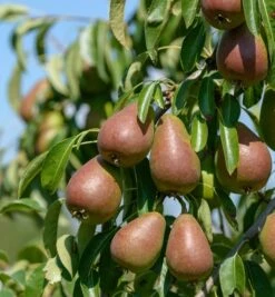 Gute Luise Pyrus Communis `Gute Luise´ 6 Gute Luise Pyrus Communis `Gute Luise´ -Frucht Wald Geschaft Gute Luise2