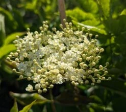 Holunder `Haidegg 17´ Sambucus Nigra `Haidegg17´ -Frucht Wald Geschaft Haidegg Bl te
