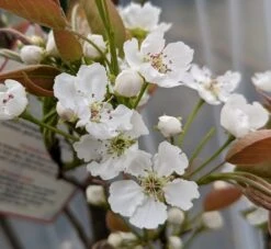 Nashi Hakko Pyrus Pyrifolia `Hakko´ 10 Nashi Hakko Pyrus Pyrifolia `Hakko´ -Frucht Wald Geschaft Hakko Bl te