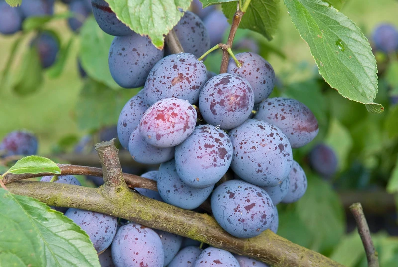 Hanita ® Prunus Domestica `Hanita 7 Hanita ® Prunus Domestica `Hanita – Bild 5