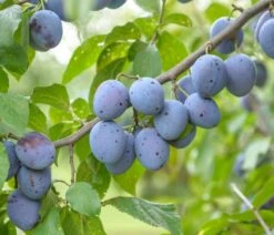 Hauszwetsche Prunus Domestica `Hauszwetsche´