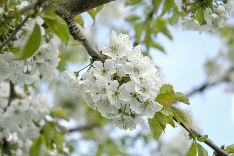 Hedelfinger Riesenkirsche Prunus Avium `Hedelfinger Riesenkirsche´ 4 Hedelfinger Riesenkirsche Prunus Avium `Hedelfinger Riesenkirsche´ – Bild 2
