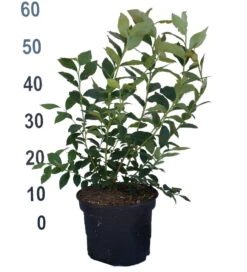 Heidelbeere - Reka Vaccinum Corymbosum `Reka´ -Frucht Wald Geschaft Heidelbeere reka 2