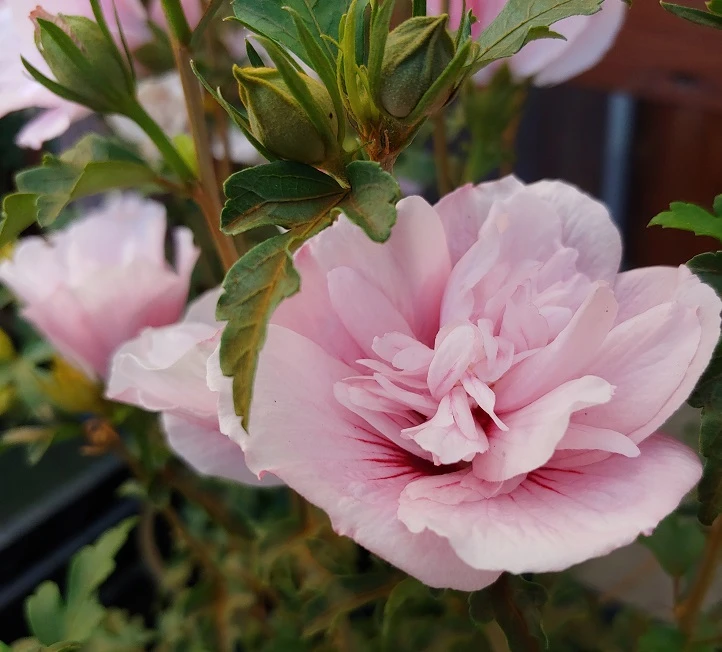 Gefüllter Hibiskus `Pink Chiffon´ Hibiscus Syriacus `Pink Chiffon´ 4 Gefüllter Hibiskus `Pink Chiffon´ Hibiscus Syriacus `Pink Chiffon´ – Bild 2