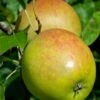 Holsteiner Cox Malus Domestica 1 Holsteiner Cox Malus Domestica -Frucht Wald Geschaft Holsteiner Cox