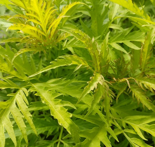 Trauben-Holunder `Golden Lace´ Sambucus Racemosa `Golden Lace´ 3 Trauben-Holunder `Golden Lace´ Sambucus Racemosa `Golden Lace´