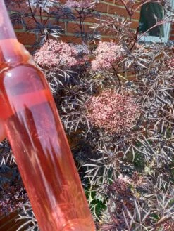 Holunder Black Lace ® Sambucus Nigra `Black Lace´ -Frucht Wald Geschaft Holunderbl ten Likor rosa