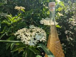 Holunder Haschberg Sambucus Nigra `Haschberg´ -Frucht Wald Geschaft Holunderbl tenlik r weiss