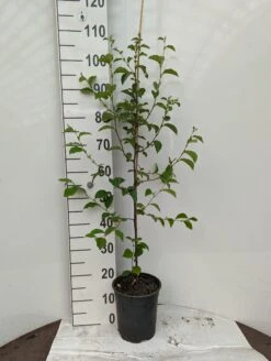 Chinesische Quitte / Holzquitte Pseudocydonia Sinensis -Frucht Wald Geschaft Holzquitte