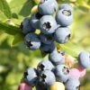 Heidelbeere `Hortblue Petite´ Kompakt Wachsend Vaccinum Corymbosum `Hortblue Petite´ -Frucht Wald Geschaft Hortblue petite3
