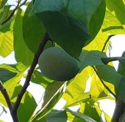 Neue Produkte -Frucht Wald Geschaft Indianerbanane 2