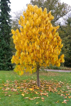 Veredelte Indianerbanane (Paw Paw) `Prima 1216´ Asimina Triloba `Prima 1216´ -Frucht Wald Geschaft Indianerbanane BaummHuI31ooy7GZn