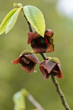 Veredelte Indianerbanane (Paw Paw) `Halvin´ Asimina Triloba `Wells´ -Frucht Wald Geschaft Indianerbanane Bl tezByWhWzLVrv4E