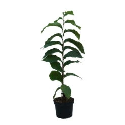 Indianerbanane (Paw Paw) Asimina Triloba -Frucht Wald Geschaft Indianerbanane weiss