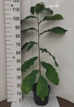 Veredelte Indianerbanane `NC1´ Asimina Triloba `NC1´ 8 Veredelte Indianerbanane `NC1´ Asimina Triloba `NC1´ -Frucht Wald Geschaft Indianerbanane weissUURtI4poHnJw6