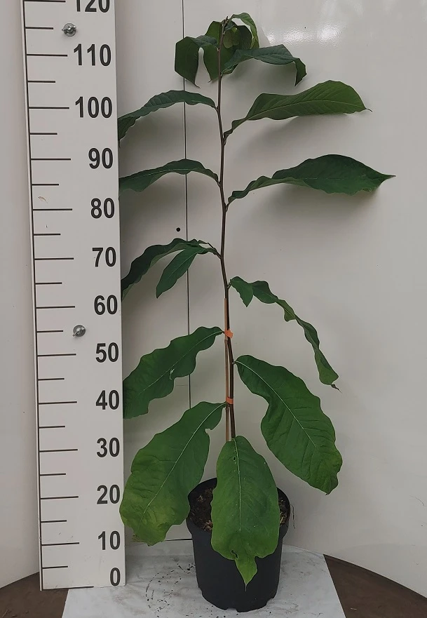 Veredelte Indianerbanane `NC1´ Asimina Triloba `NC1´ 5 Veredelte Indianerbanane `NC1´ Asimina Triloba `NC1´ – Bild 4